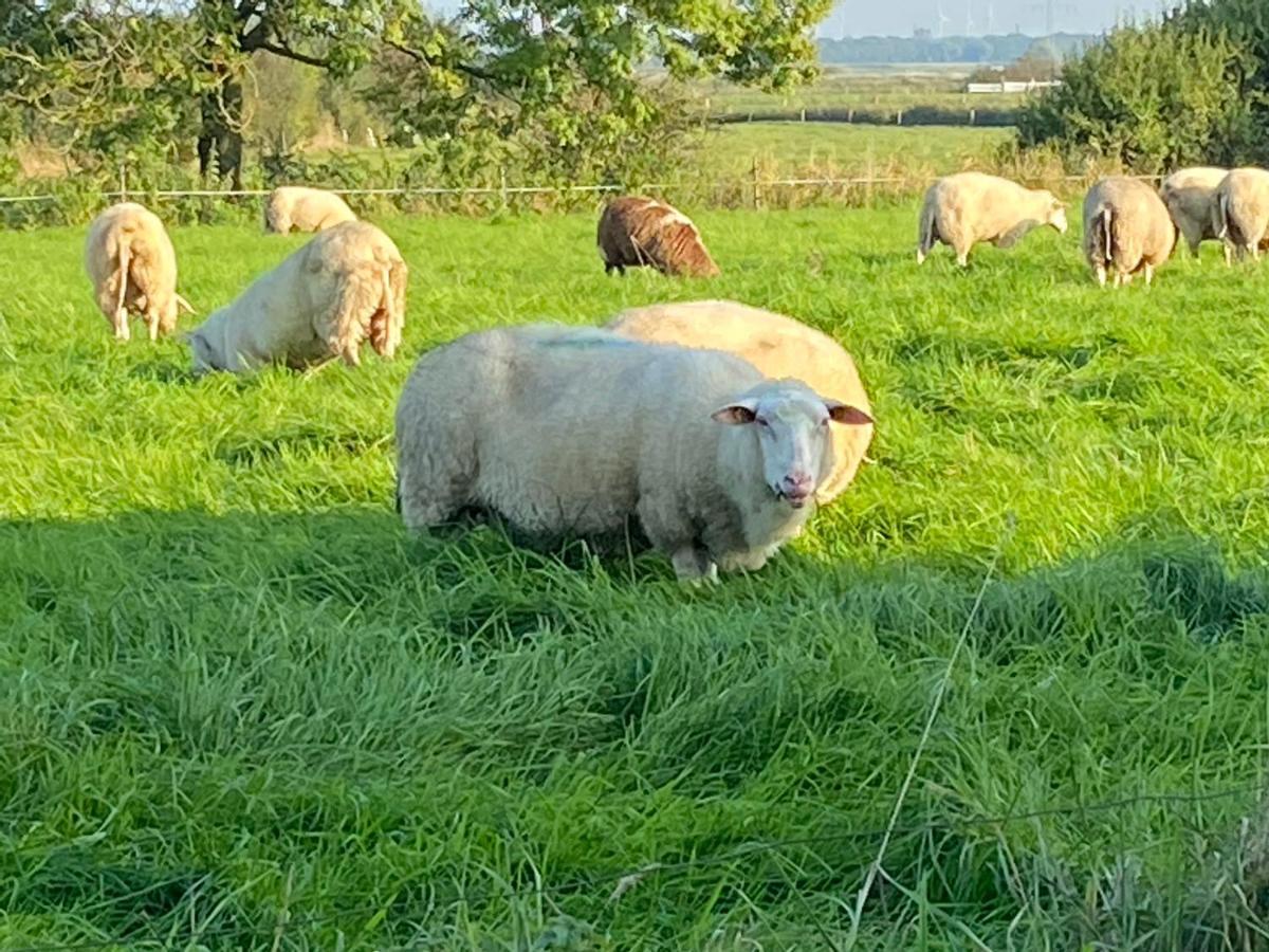Ausguck
